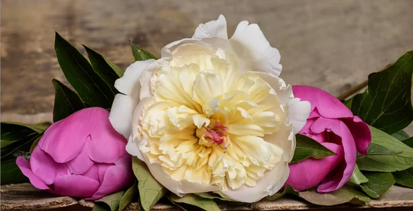 Peônias rosa e branco no fundo de madeira — Fotografia de Stock