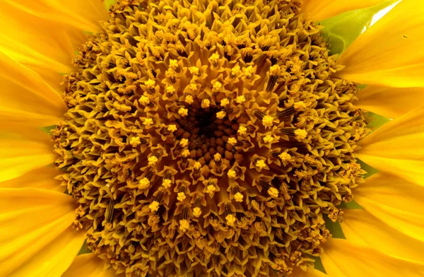 Sunflower closeup — Stock Photo, Image