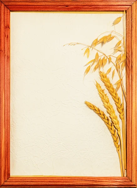 Cartão postal de orelhas de trigo amarelo em um pedaço de papel leve com espaço para texto em uma armação de madeira — Fotografia de Stock