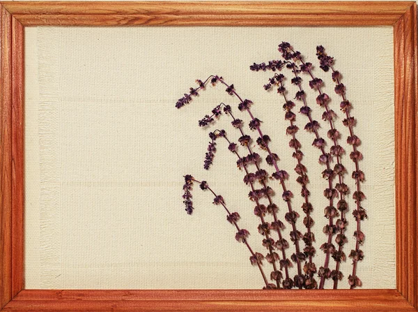 Getrocknete Blüten aus lila Minze auf dem Blatt Papier mit Platz für Text, verzierter Holzrahmen — Stockfoto