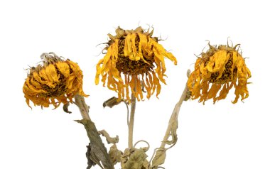 Three dried sunflowers isolated on white background clipart
