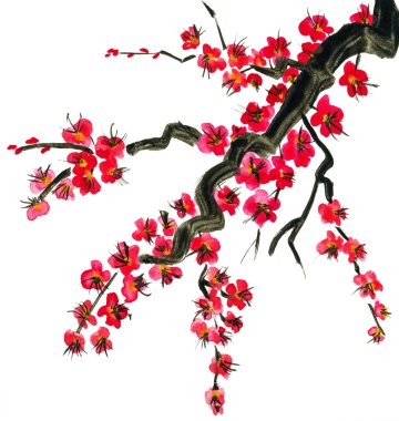 Şu yeni gelişen bir ağaç dalı. Sakura pembe çiçekler. Suluboya resim. Beyaz arka plan üzerinde izole.