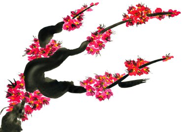 Şu yeni gelişen bir ağaç dalı. Sakura pembe çiçekler. Suluboya resim. Beyaz arka plan üzerinde izole.