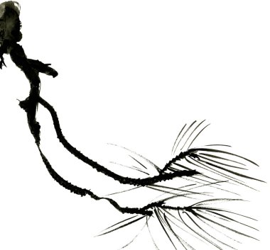 Metin için yer beyaz zemin üzerine izole çam ağaçlarının dalları... Çin tarzı çizme mürekkep.