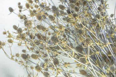 Kurumuş çiçekler, seçici odak