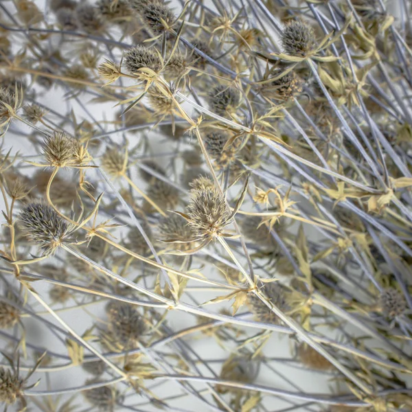 Kurumuş çiçekler, seçici odak