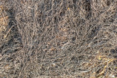 Kuru ot, büyük arka plan veya doku projeniz için Yakılan