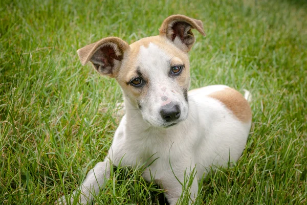 Homeles cão com rosto adorável, cachorrinho bonito, ansiedade nos olhos — Fotografia de Stock