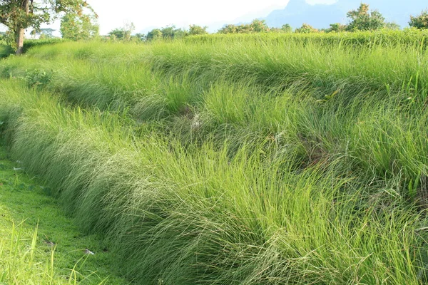 Vetiver pole v ranní — Stock fotografie