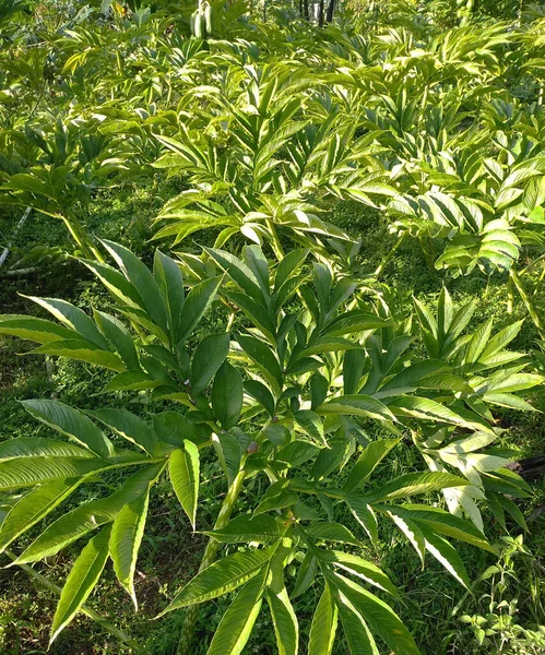 Bahçemde yeşil ışık var. 