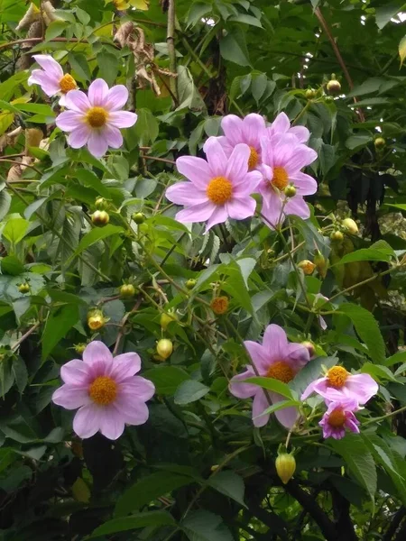 Pembe Lawu dağ çiçeği 