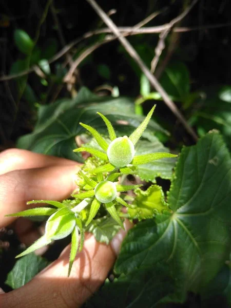 Saklı yeşil ışık çiçeği