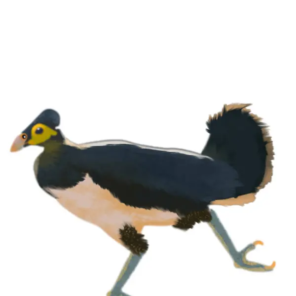 Maleo illüstrasyon sanat tasarımı