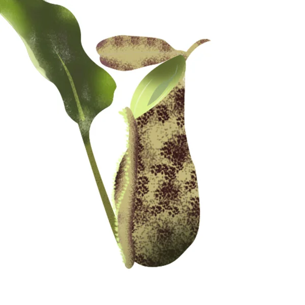 Tropikal napenthes sürahi bitkisi