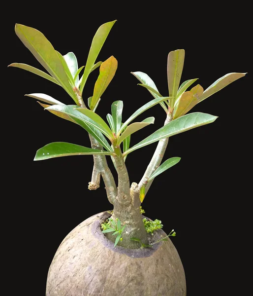 Adenyum hindistan cevizi kabı gemisi