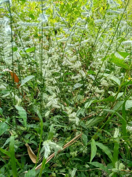 Wild bush nature background