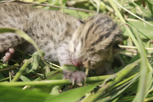 Bebek vahşi kedi Dünyaya hoş geldin