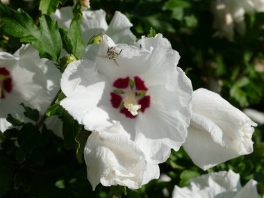 alcea rosea, white hollyhock