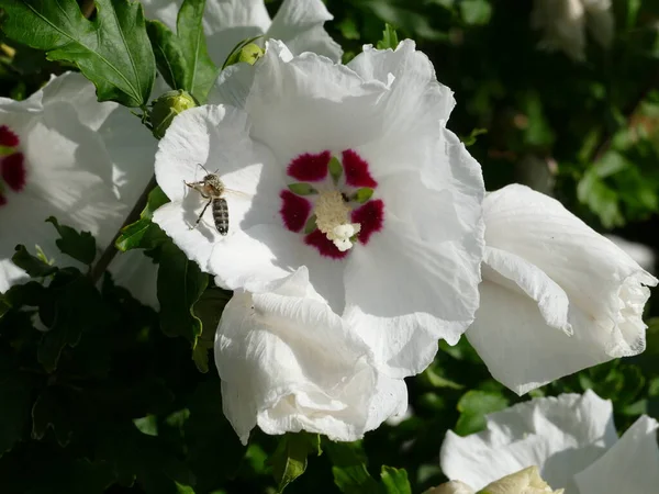 Μέλισσα Λευκό Hollyhock — Φωτογραφία Αρχείου