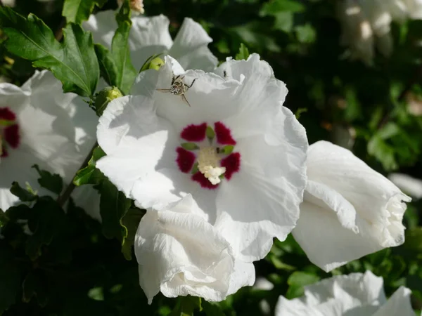 Alcea Rosea White Hollyhock — Φωτογραφία Αρχείου