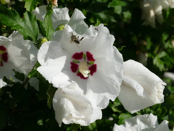 Μέλισσα Λευκό Hollyhock — Φωτογραφία Αρχείου