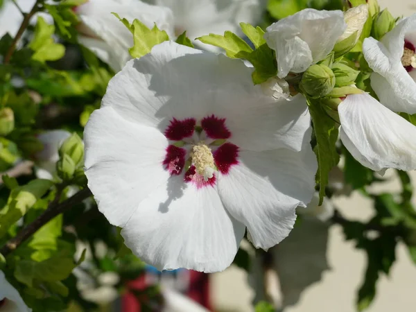 Alcea Rosea Stockrose Hollyhock Stockmalve — Φωτογραφία Αρχείου