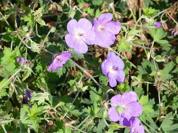 Geranium Rozanne, mor leylek gagası, mor leylek gagası.