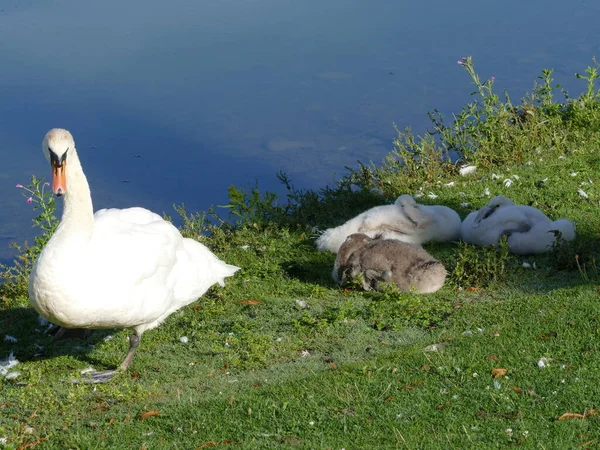 Белый Лебедь Цыпочками — стоковое фото