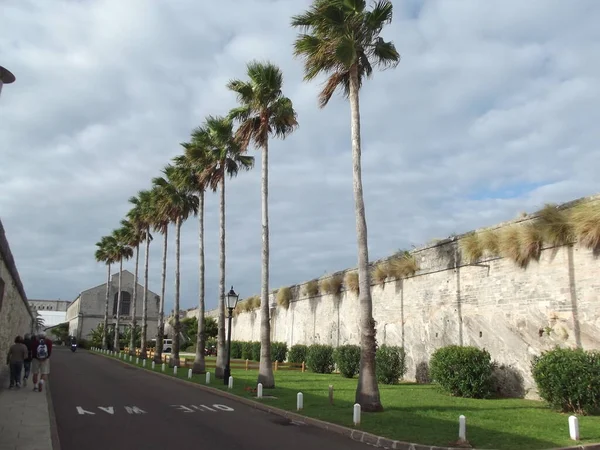 Palmiye Ağaçları Bermuda Adaları Grand Bermuda Bermuda Kraliyet Göbek Tersanesi — Stok fotoğraf