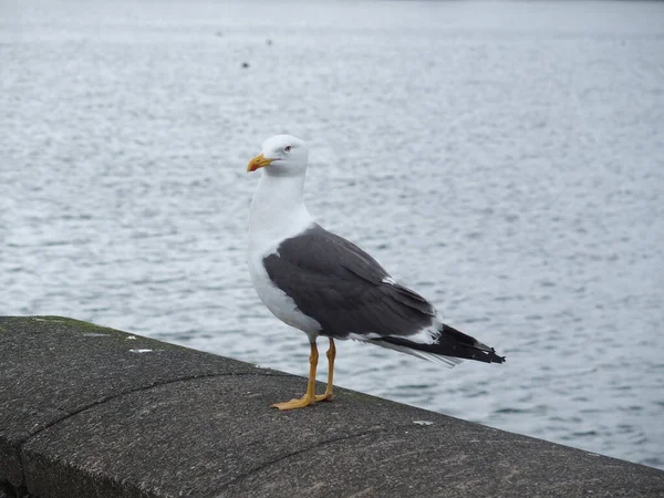 Larus Fuscus Herring Gull — Fotografia de Stock