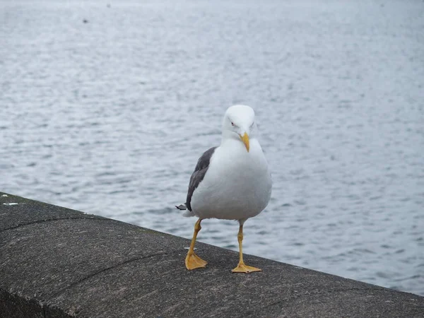 Larus Fuscus Herring Gull — Φωτογραφία Αρχείου