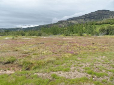 Reykjavik 'ten gelen 