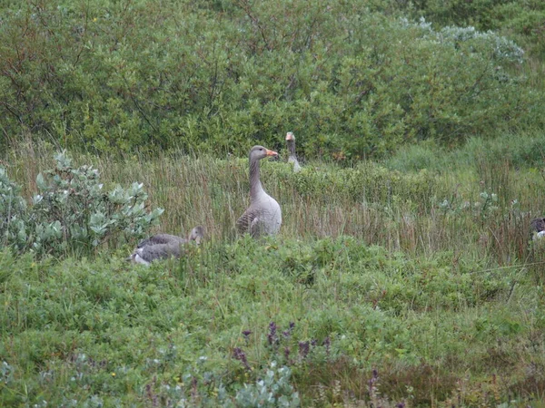 Anser Anser Gray Goose Greylag Goose — стоковое фото