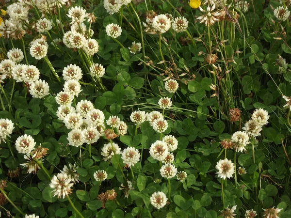 Trifolium Repens Bienenfreundlicher Weißklee — Stockfoto