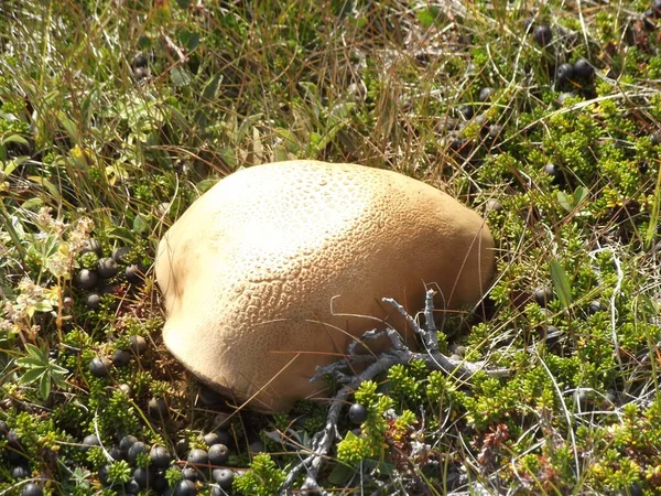 Cogumelo Bagas Pretas Uma Colina Groenlândia — Fotografia de Stock