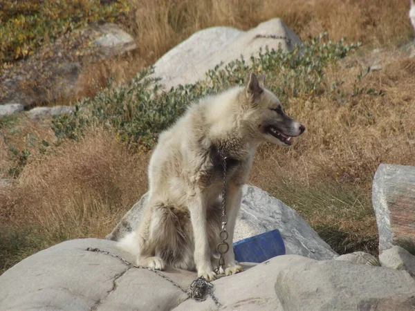格陵兰岛Ilulissat的雪橇狗不是需要爱抚的动物 而是夏天和冬天在户外放养的动物 — 图库照片