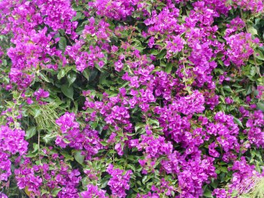 Bougainvillea spektabilis, güzel leylak bougainvillea