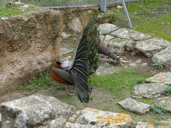 Pavo Cristatus Μπλε Παγώνι Blauer Pfau — Φωτογραφία Αρχείου