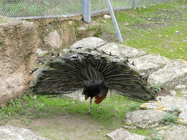 Pavo Cristatus Pavo Real Azul Blauer Pfau — Foto de Stock