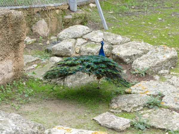 Pavo Cristatus Blue Peacock Blauer Pfau — Stock Photo, Image