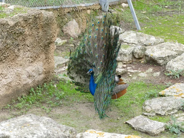 Pavo Cristatus Μπλε Παγώνι Blauer Pfau — Φωτογραφία Αρχείου