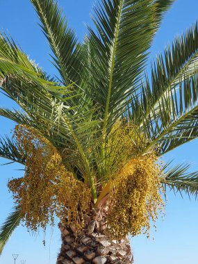 Limasol limanındaki parkta hurma palmiyesi, Lemesos, Kıbrıs