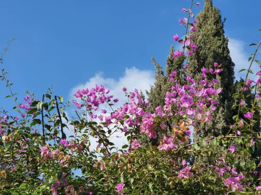 Bougainvillea spektabilis, güzel leylak bougainvillea