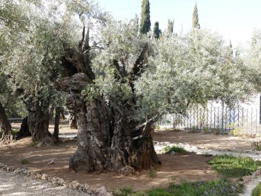 İsrail, Kudüs 'teki Gethsemane bahçesindeki Gnarled zeytin ağacı