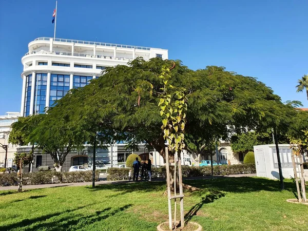 Limasol rıhtımındaki parkta gölgeli bir mimoza ağacı, Lemesos, Kıbrıs