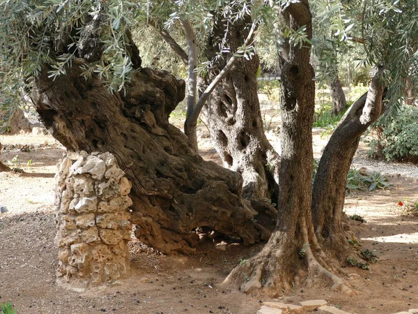 İsrail, Kudüs 'teki Gethsemane bahçesindeki Gnarled zeytin ağacı