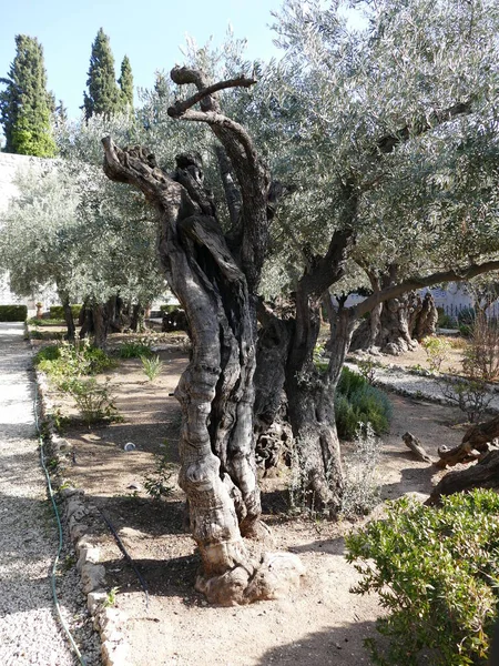 Olivo Jardín Getsemaní Jerusalén Israel — Foto de Stock