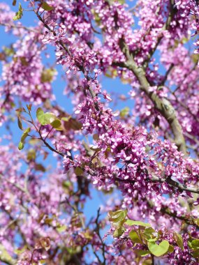 Çalı üzerinde güzel pembe çiçekler