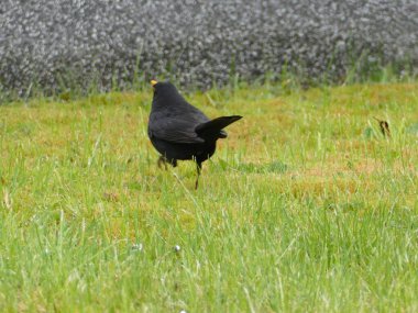 Otlakta kasıla kasıla yürüyen kara kuş.