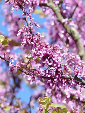 Çalı üzerinde güzel pembe çiçekler